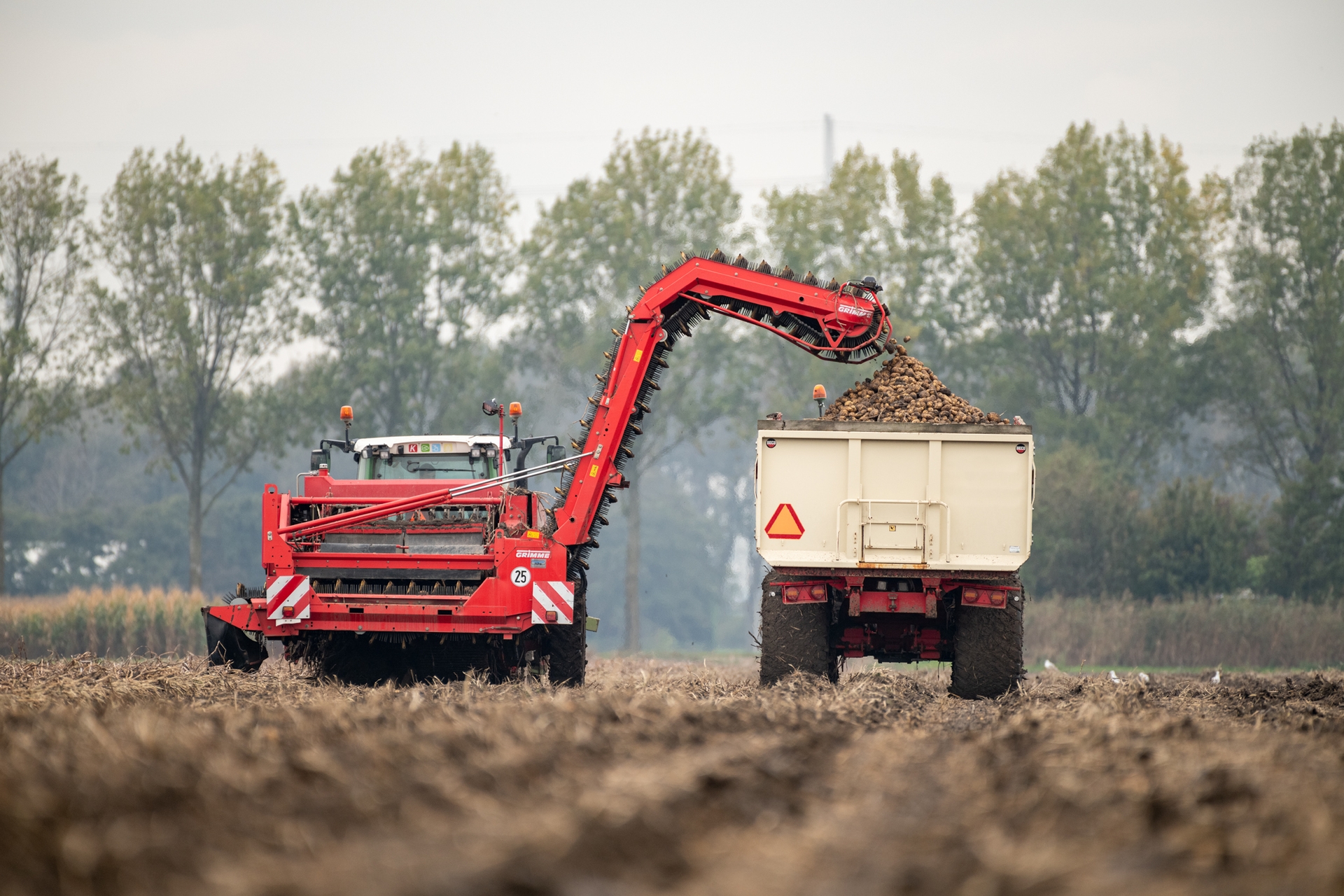 potato farmers